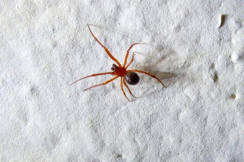 Réf. 195 227 : Gonatium sp.